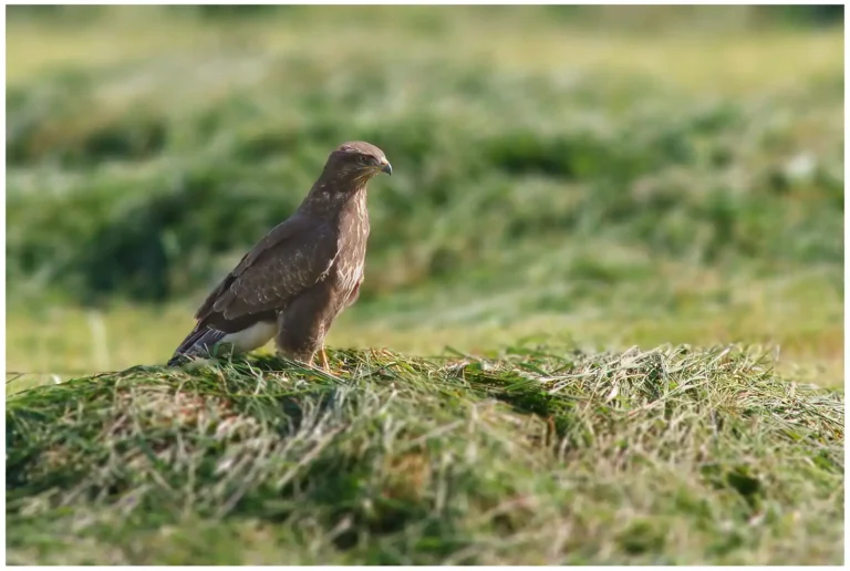 Ormvråk - (Common Buzzard) - sittande på en åker