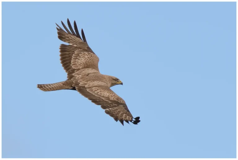 Ormvråk - (Common Buzzard) - flygande