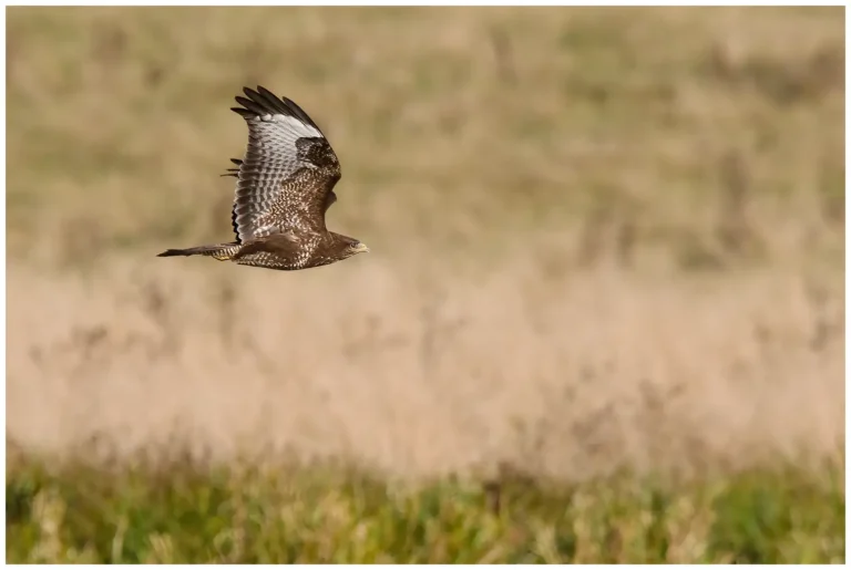 Ormvråk - (Common Buzzard) - jagar över fältet