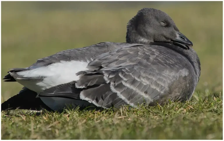 Prutgås - (Brent Goose)