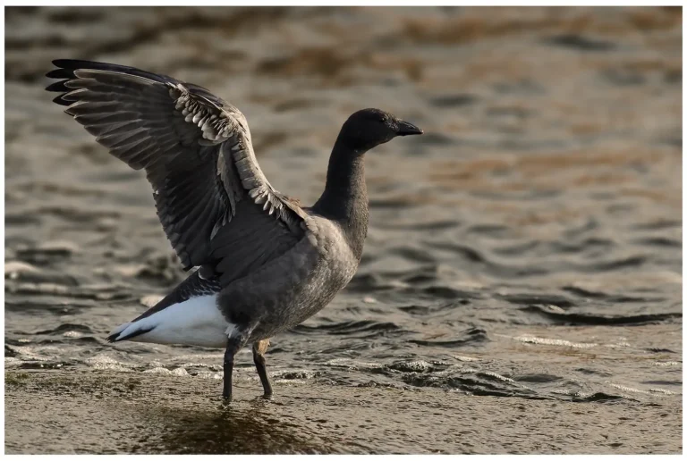 Prutgås - (Brent Goose)