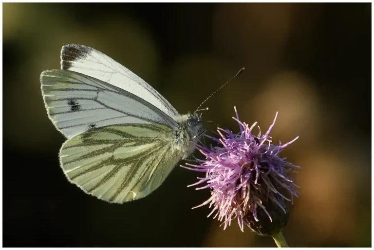 mer bilder på insekter