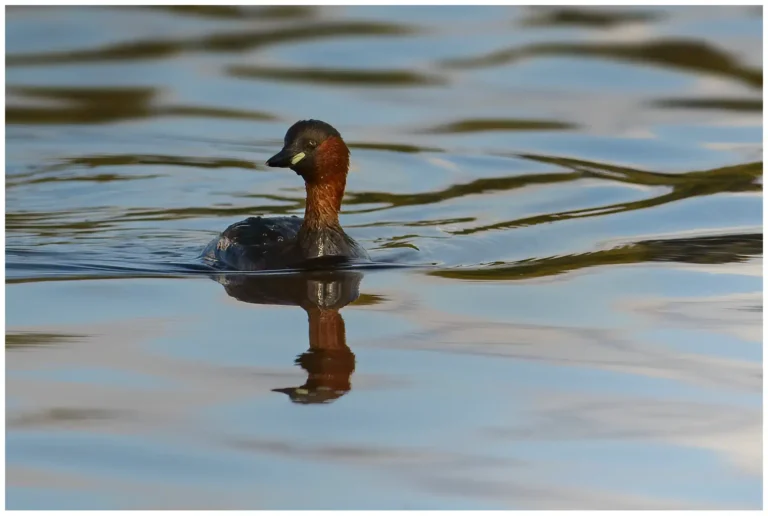 Smådopping - (Little Grebe) - adult