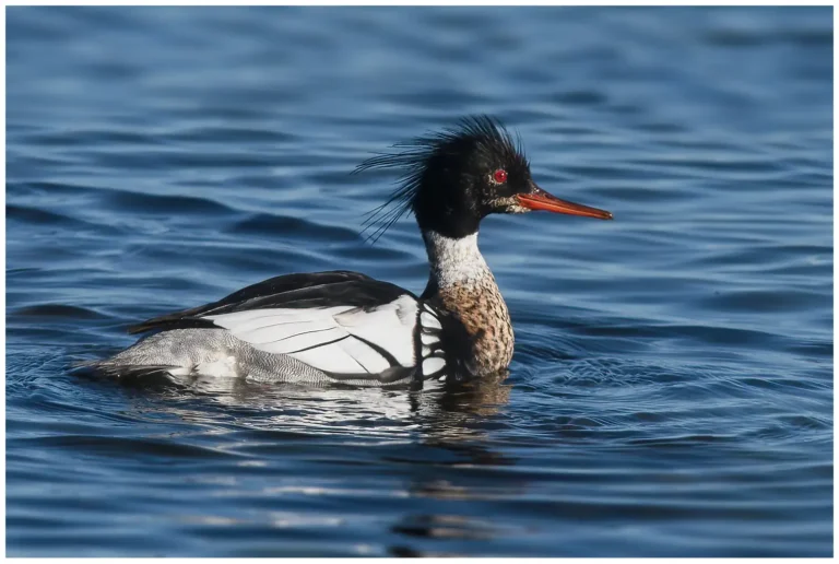 Småskrake - (Red-breasted Merganser) - hane