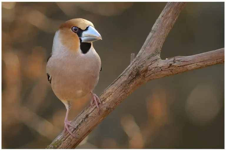 stenknäck - (hawfinch)