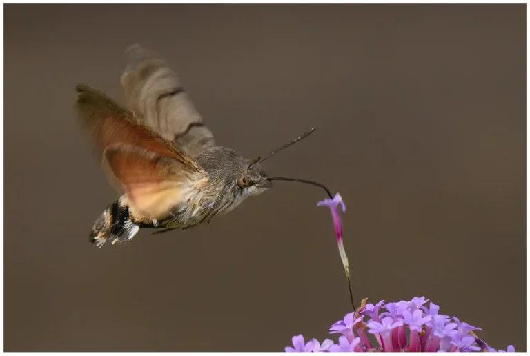 Tips för att fotografera insekter