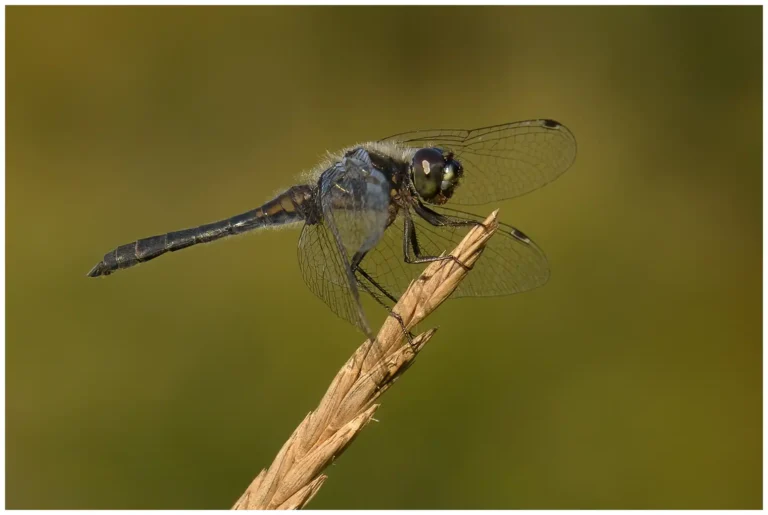 mer bilder på insekter