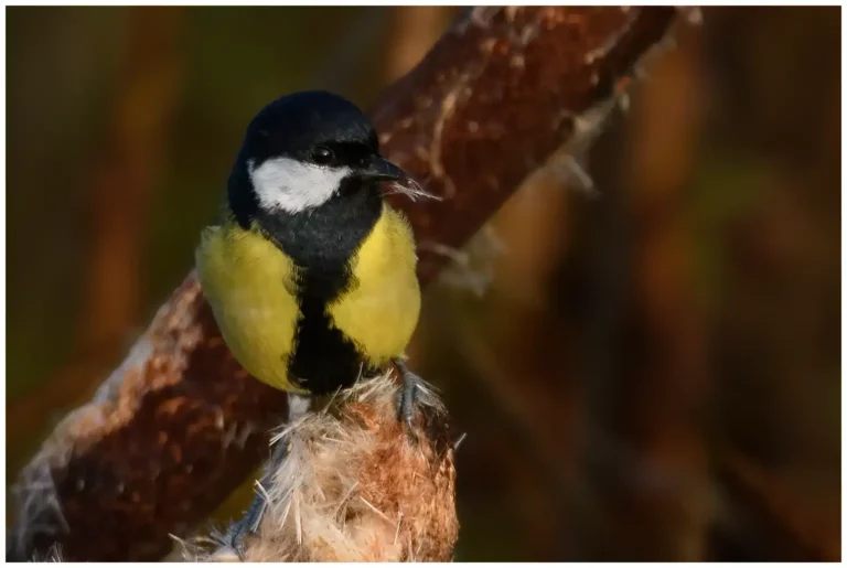 Talgoxe - (Great Tit) - hane