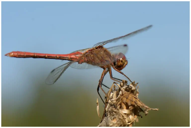 mer bilder på insekter