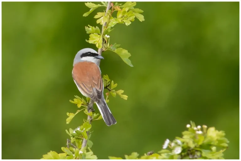 Törnskata - Red-backed Shrike