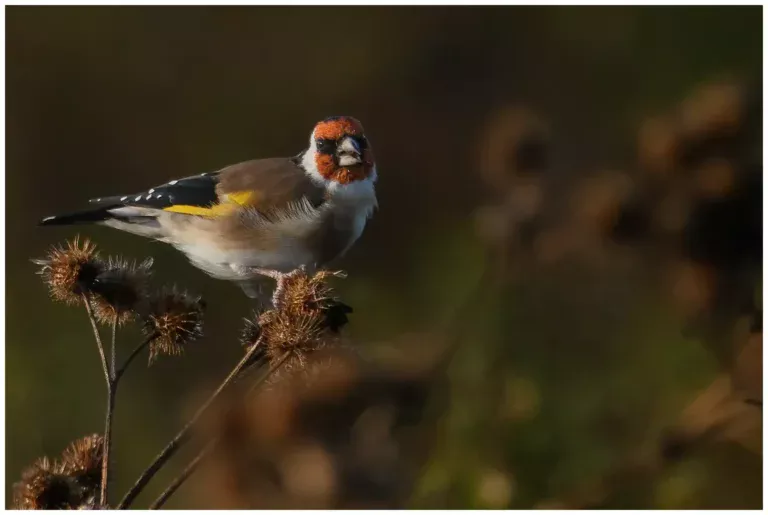 Steglits - (European Goldfinch) - på tistel