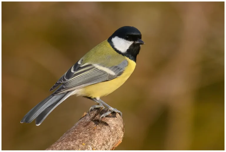 Talgoxe - (Great Tit)