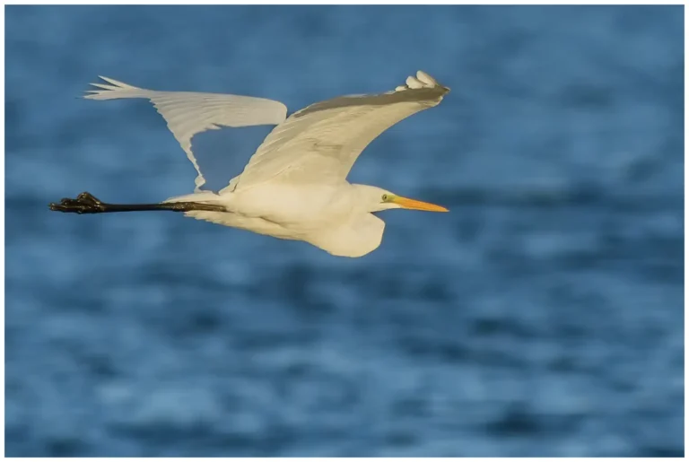 Ägretthäger - (Great white Heron)