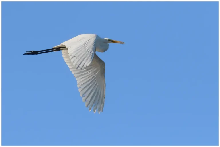 Ägretthäger - (Great white Heron) - flygande