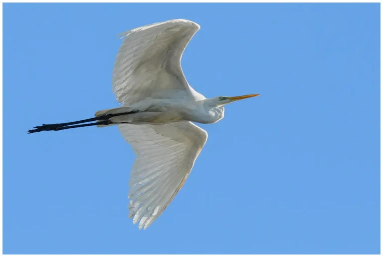 Ägretthäger - (Great white Heron)