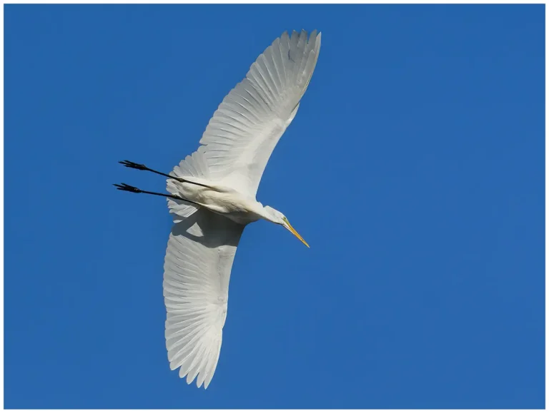 Ägretthäger - (Great white Heron)