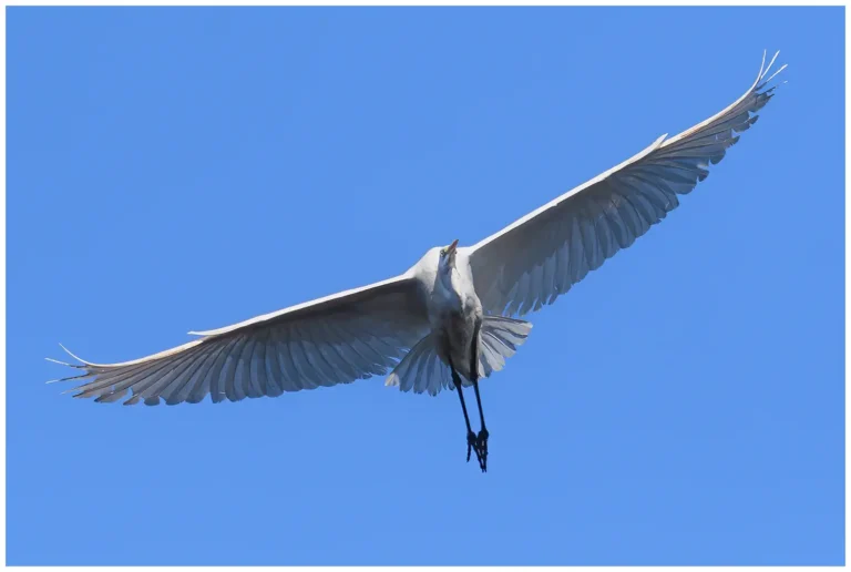 Ägretthäger - (Great white Heron) - mot blå himmel