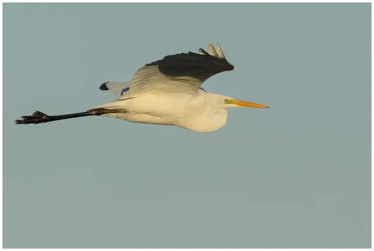 Ägretthäger - (Great white Heron)