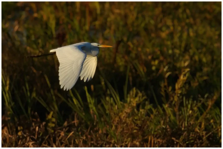 Ägretthäger - (Great white Heron)