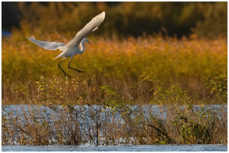 Ägretthäger - (Great white Heron)