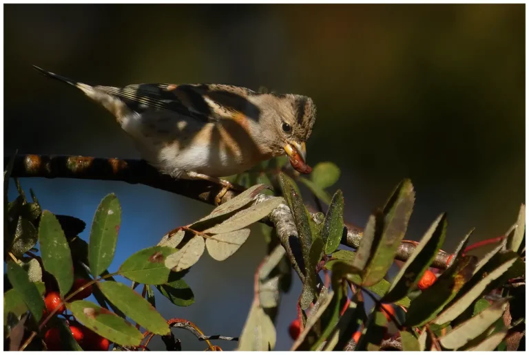 Bergfink - (Brambling)