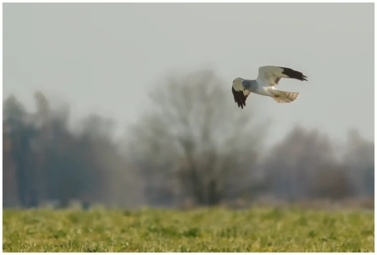 Blå Kärrhök - /Hen Harrier)