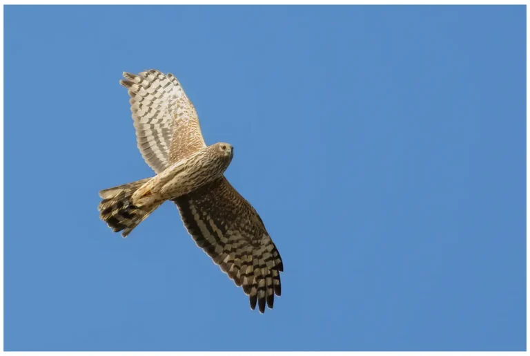 Blå Kärrhök - (Hen Harrier)