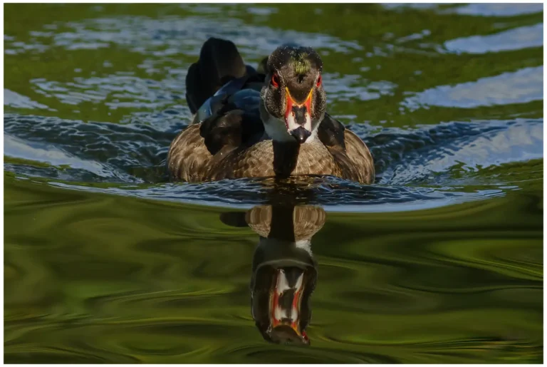 Brudand - (Wood duck) - hane