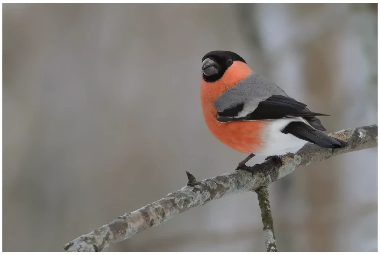 Domherre - (Common Bullfinch) - hane