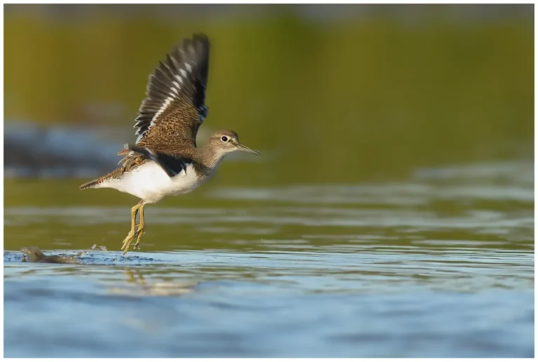 Drillsnäppa - (Common Sandpiper)