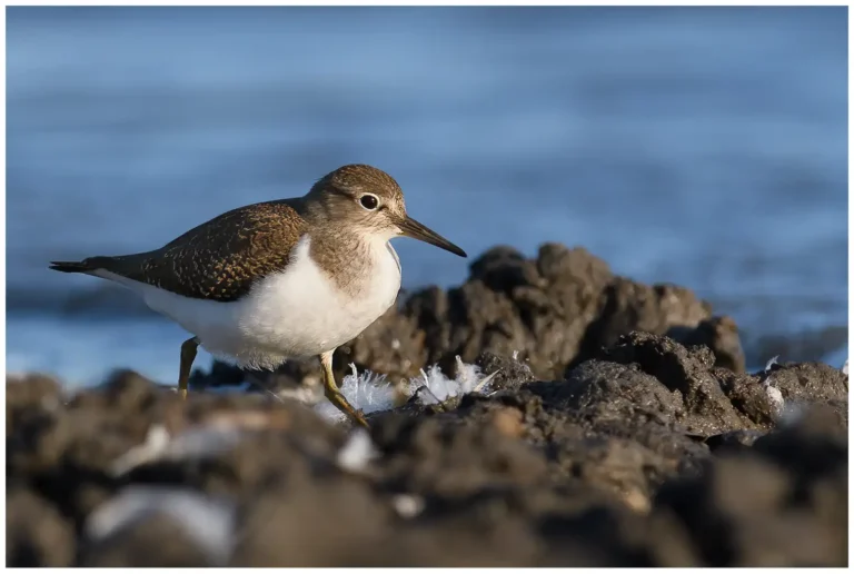 Drillsnäppa - (Common Sandpiper)