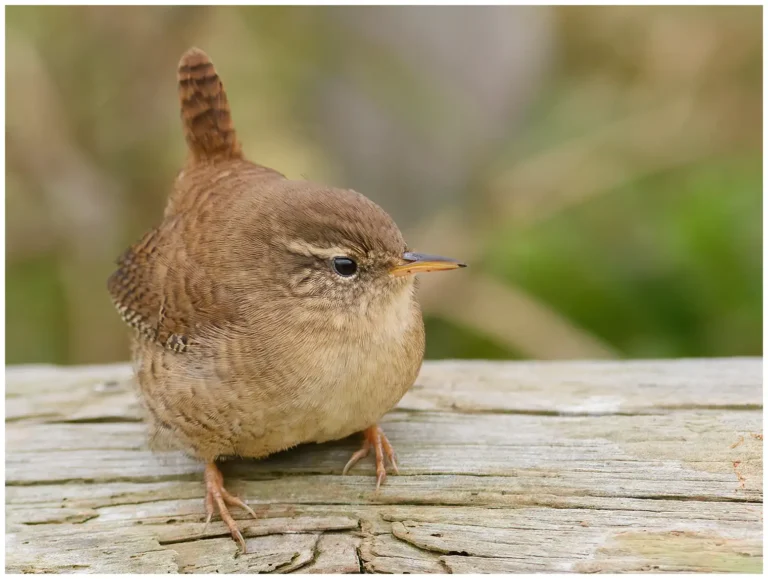 Gärdsmyg - (Winter Wren)