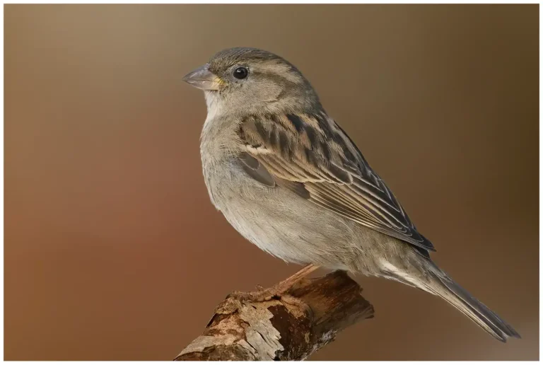 Gråsparv - (House Sparrow) - hona