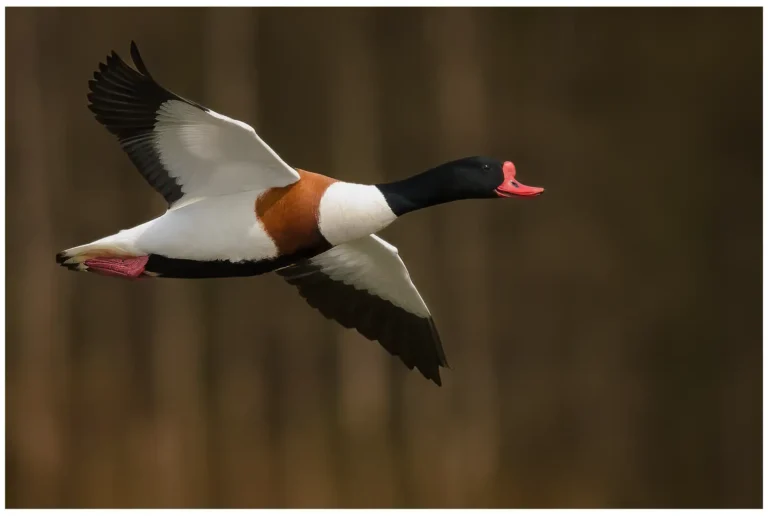 Gravand - (Common Shelduck)