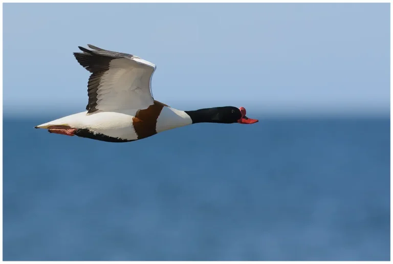 Gravand - (Common Shelduck) - hane