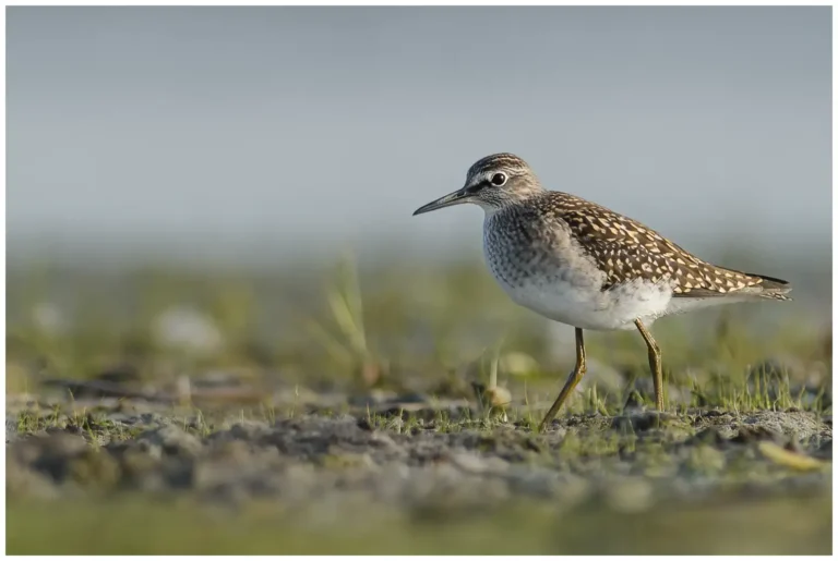 Grönbena - (Wood Sandpiper)