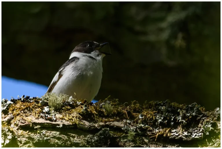 Halsbandsflugsnappare – (Collared Flycatcher)