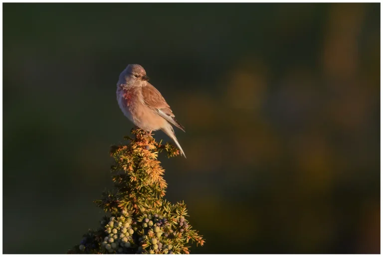 Hämpling - (Common Linnet)