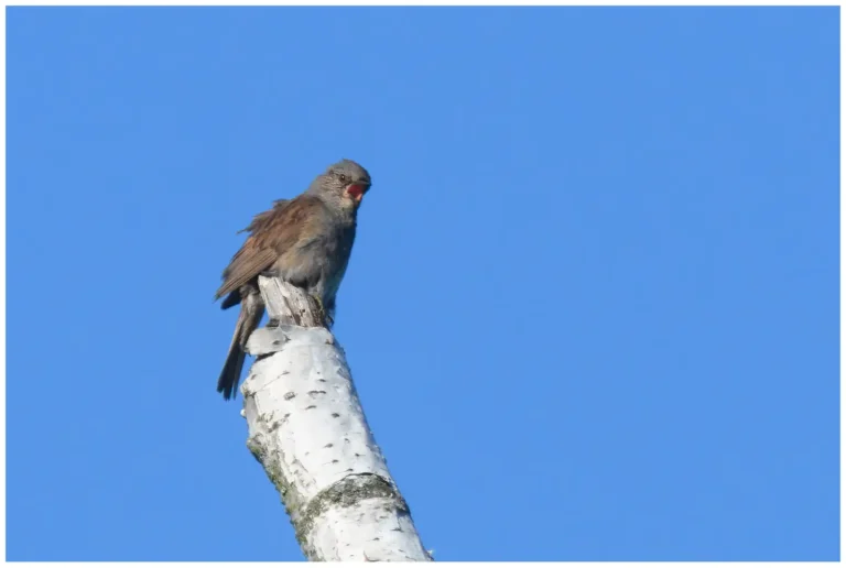 järnsparv - (dunnock)