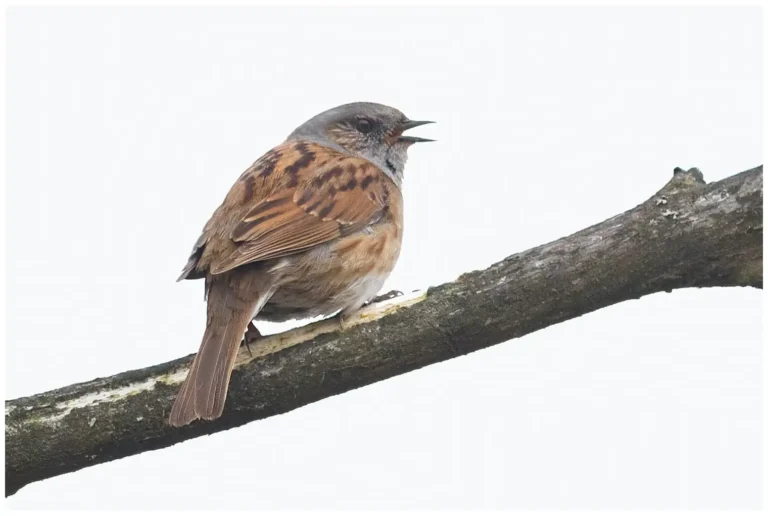 järnsparv - (dunnock)