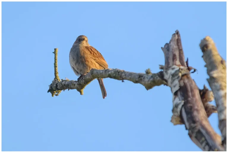 järnsparv - (dunnock)