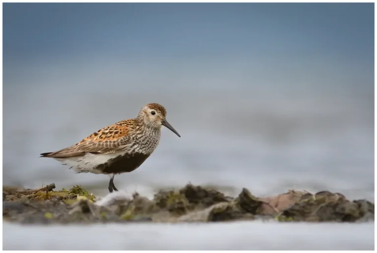 karrsnappa - (calidris alpina)