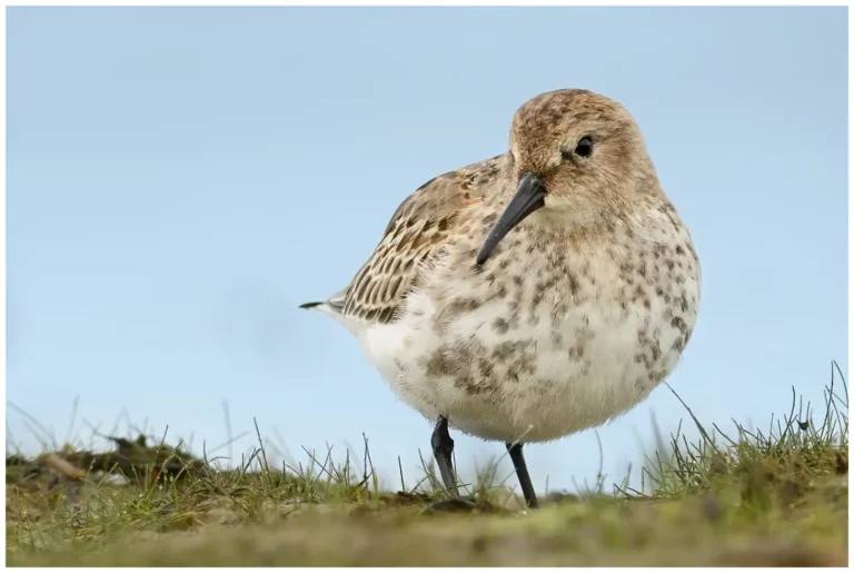 karrsnappa - (calidris alpina)