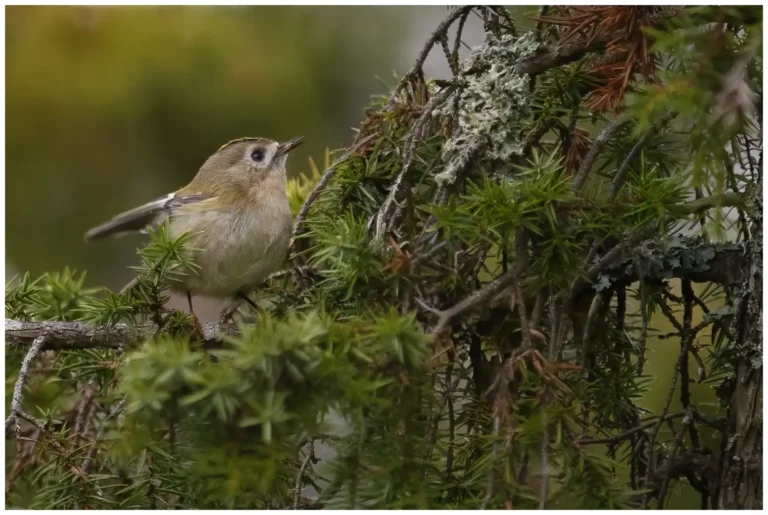 Kungsfågel - (Goldcrest) - födosökande