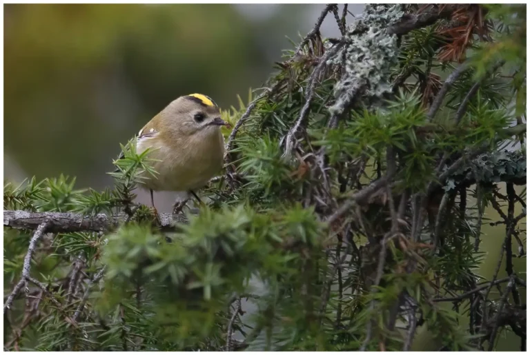 Kungsfågel - (Goldcrest)