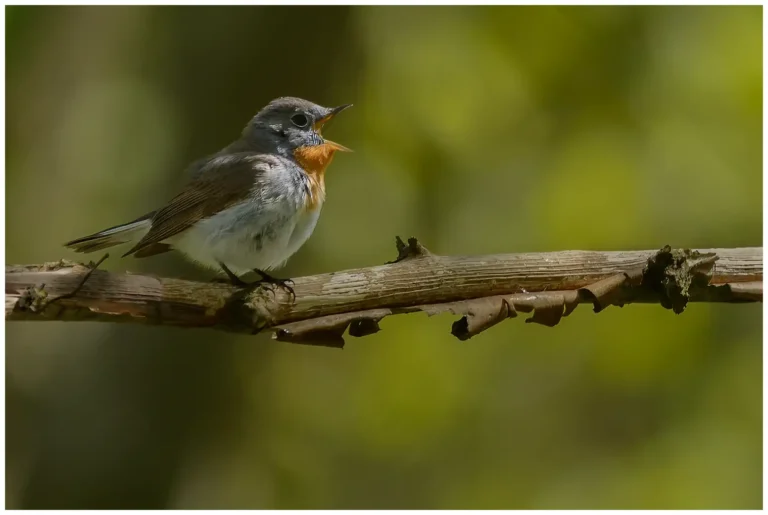 Mindre Flugsnappare - (Red-breasted Flycatcher) - hane sjunger