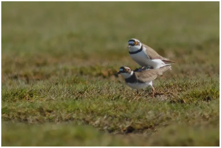 Mindre Strandpipare - (Little Ringed Plover) - parande