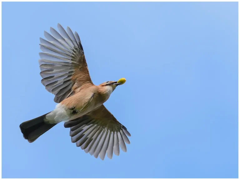 Nötskrika - (Eurasian Jay) - flygande med ekollon i näbben