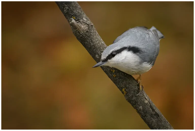 Nötväcka - (Eurasian Nuthatch)