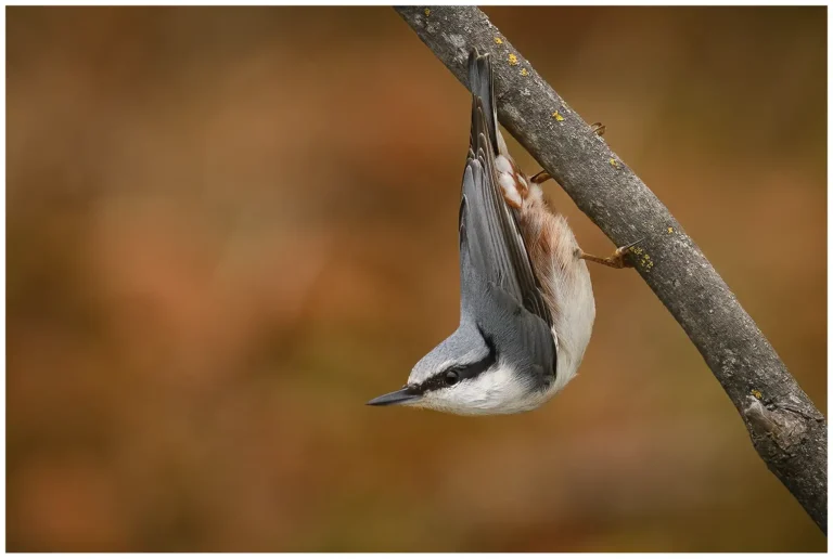 Nötväcka - (Eurasian Nuthatch)